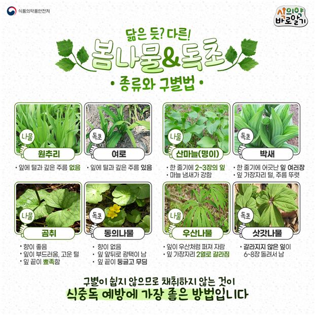 봄나물,  닮은 꼴도 있습니다!! 