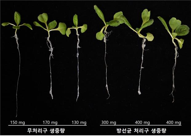 자생 방선균 활용해 식물 균핵병 유발 곰팡이 제거 
