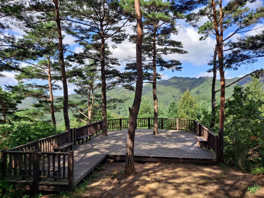 11월의 국유림 명품숲, 횡성 ‘상안리 소나무·낙엽송 숲’ 선정